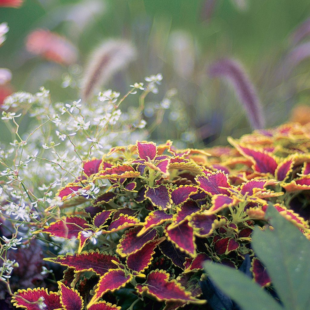 Coleus Copinto Daiquiri