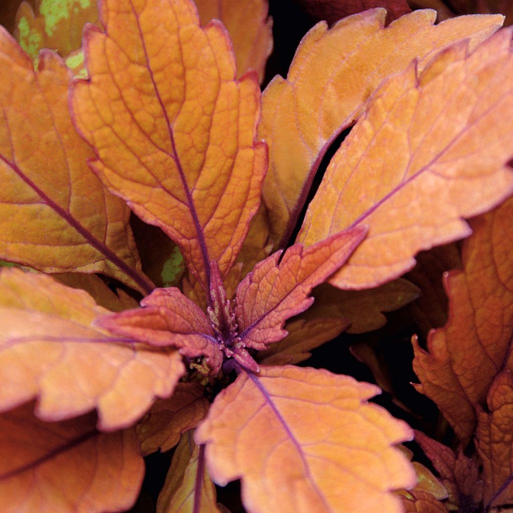 Coleus Copinto Long Island Ice Tea