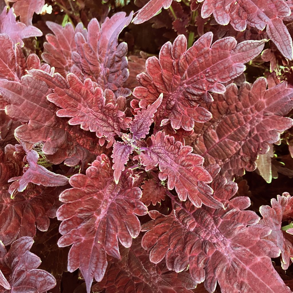 Coleus Copinto Sangria