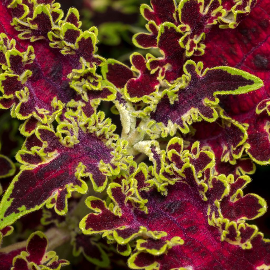 Coleus Limewire