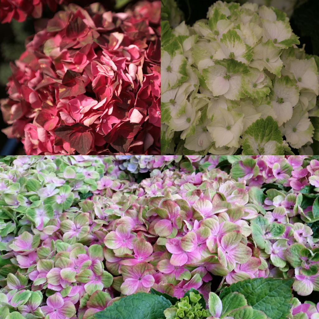 Collection Hortensias Magiques