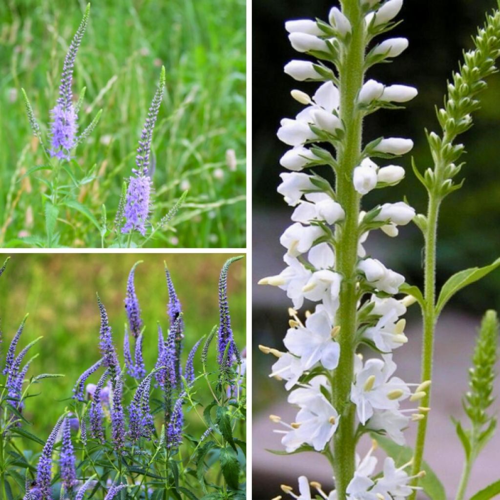 Col Cuello longifolia - Verónicas de largas hojas