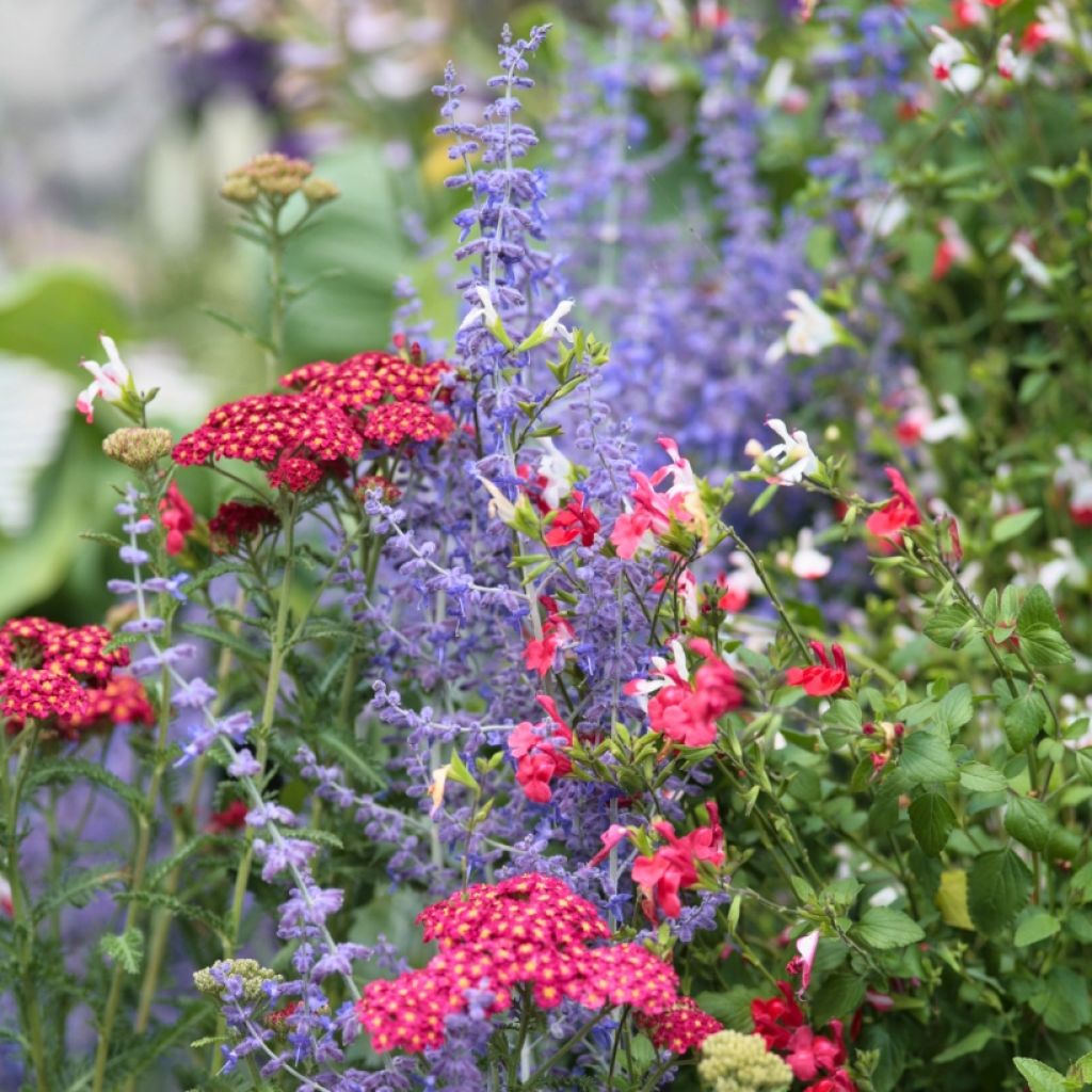 Colección de Plantas Viváceas azules y rojas para el sol