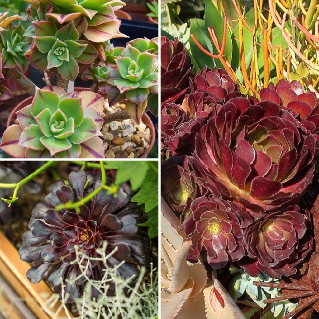 Colección de Aeoniums