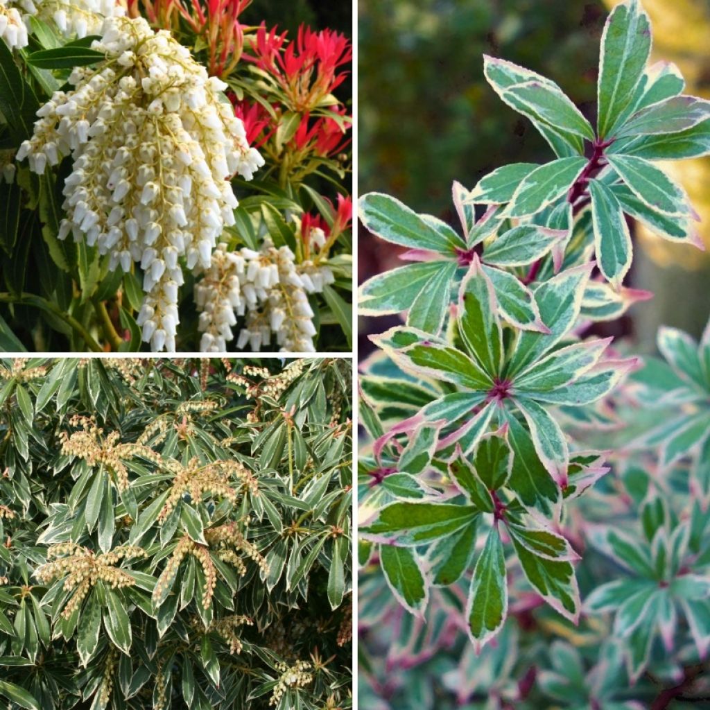 Colección de Pieris japonica - Follaje persistente y colorido para la sombra.