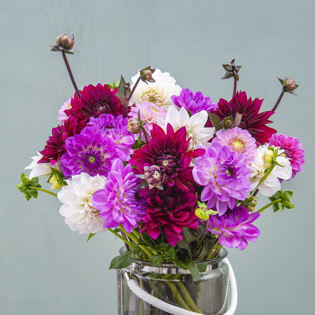 Collection Dahlias pour bouquets Ispahan