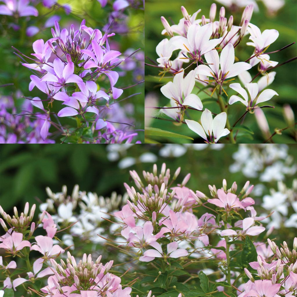 Collection de 3 Cleome Senorita