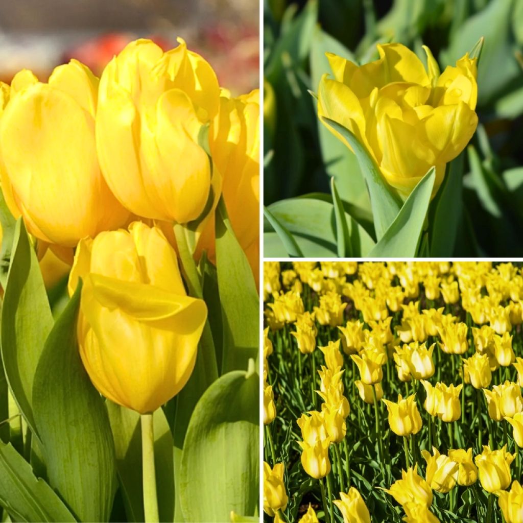 Colección Dos meses de Tulipanes amarillos