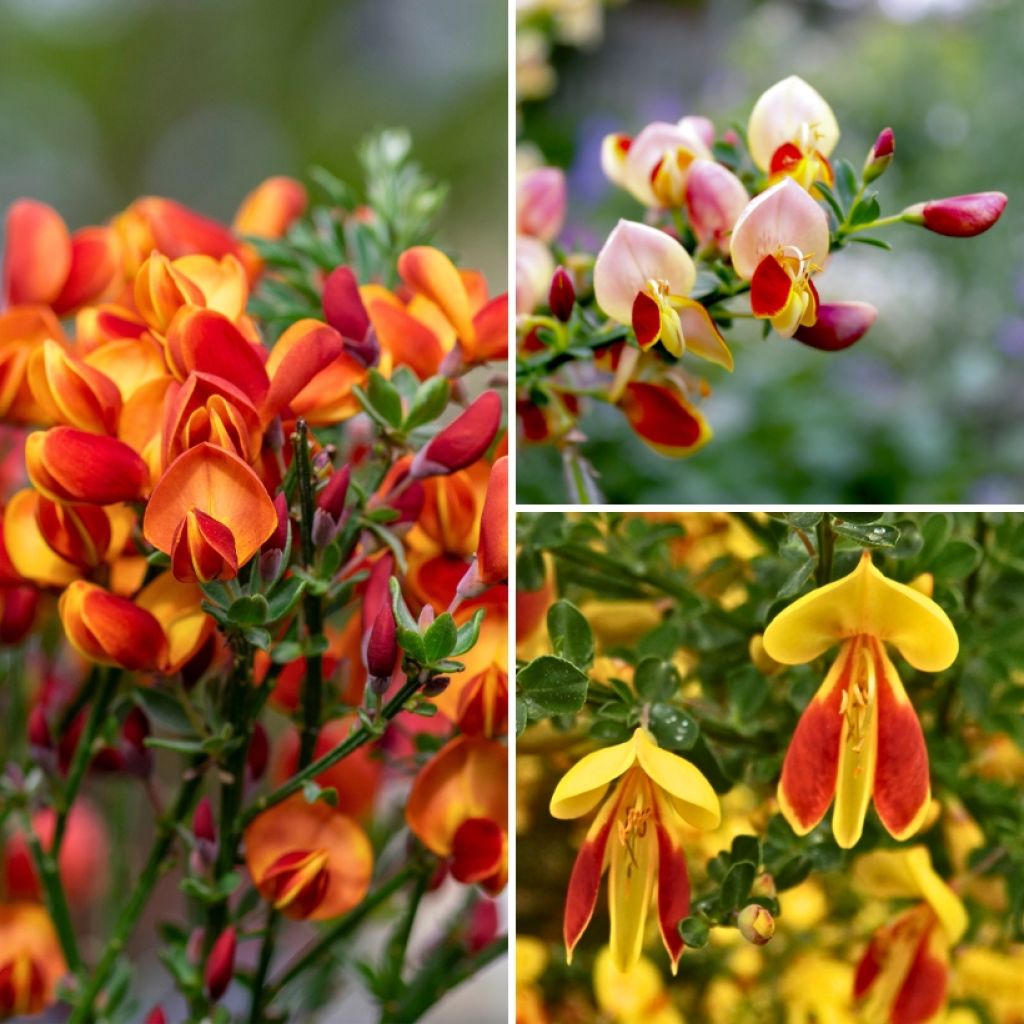 Colección Escobas de Brezo - Cytisus scoparius