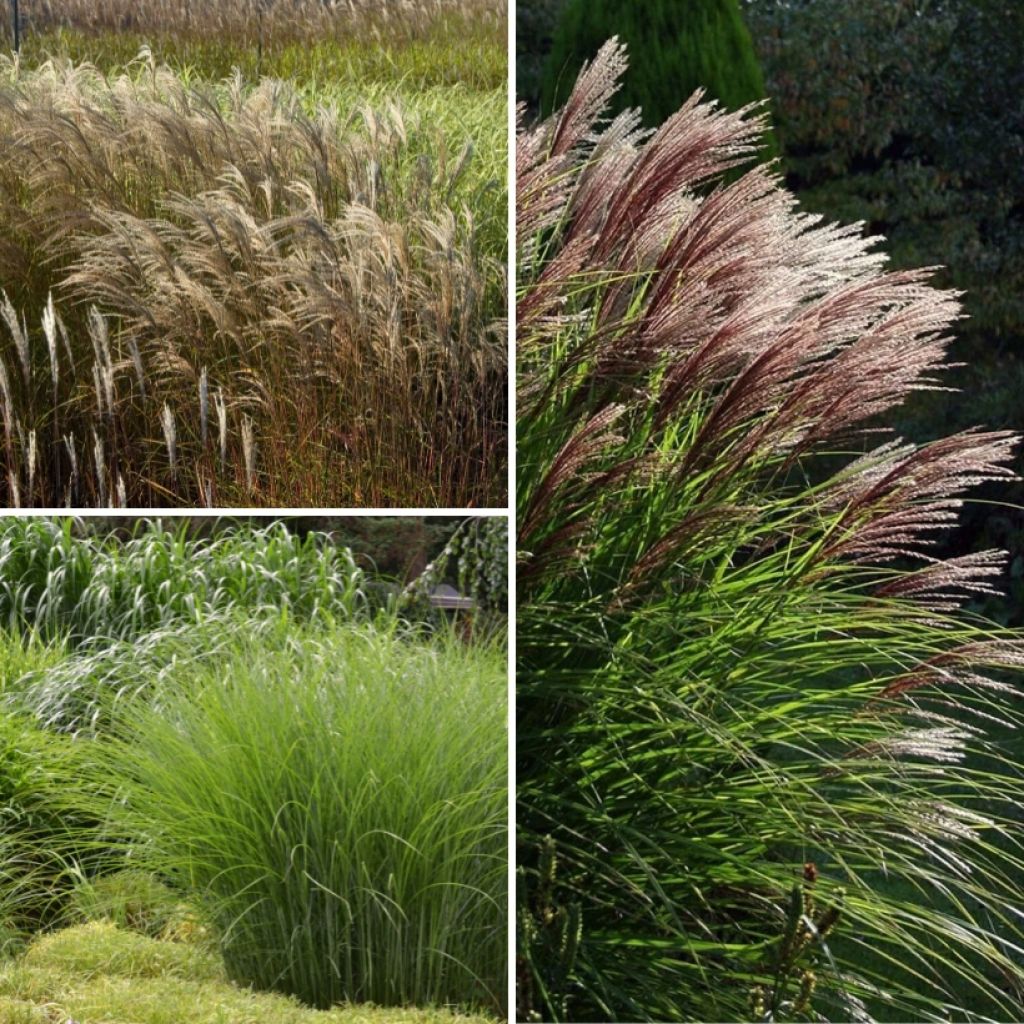 Miscanthus Eulalia