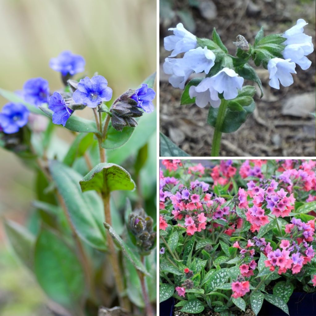 Colección de pulmonarias