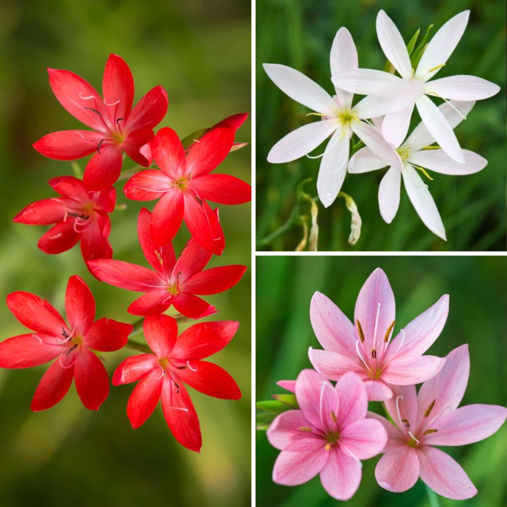 Colección Schizostylis