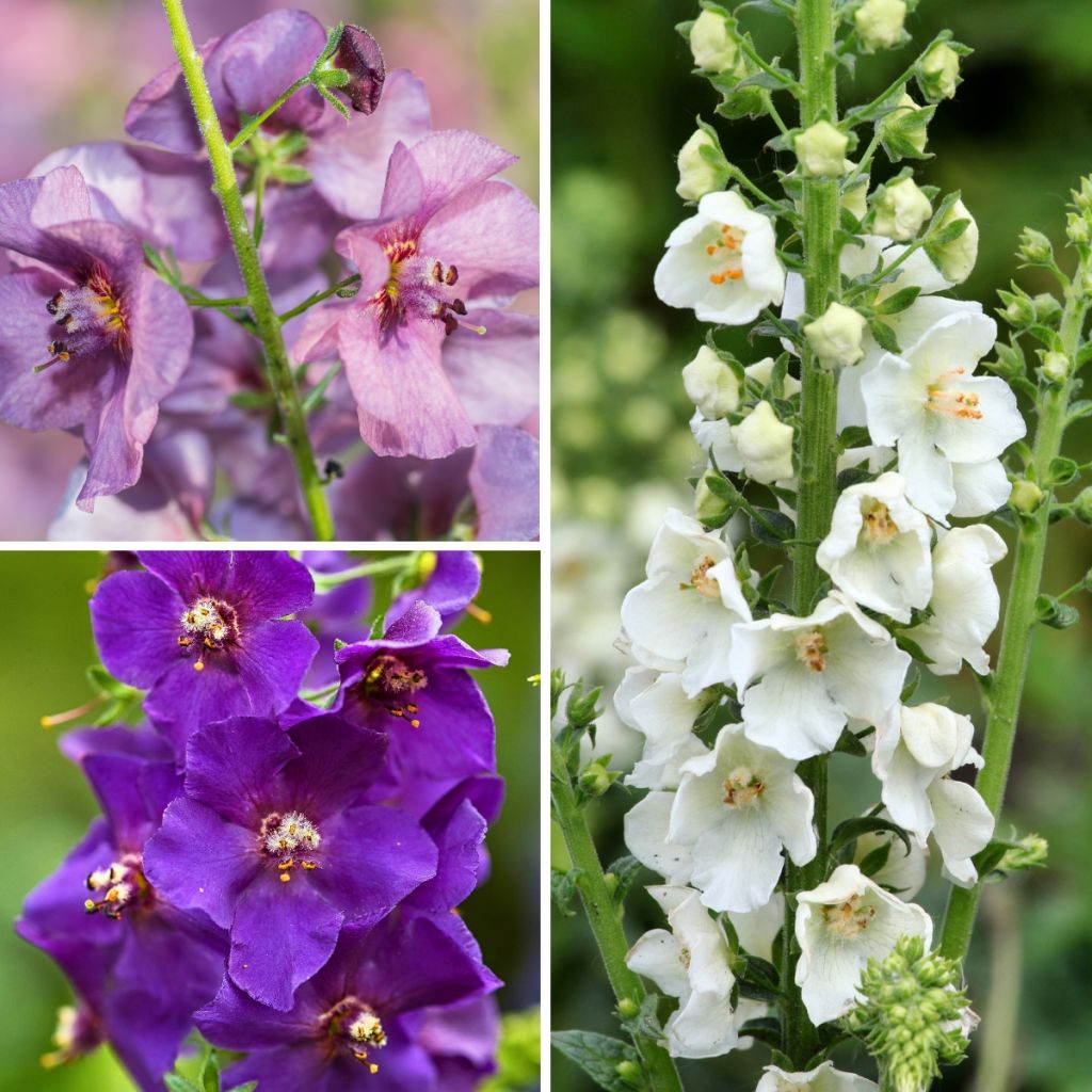 Colección de Hibridos de Verbascum