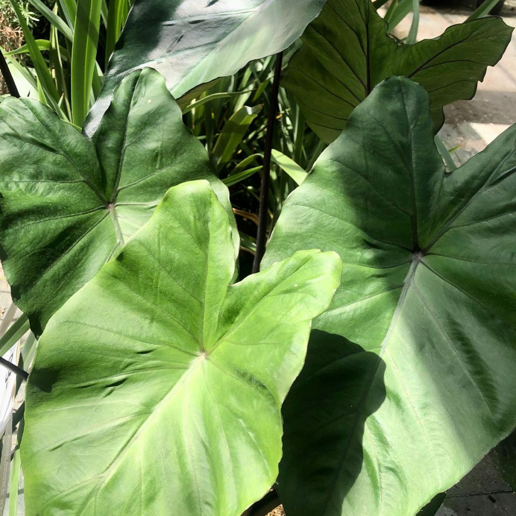 Colocasia Black Stem - Oreille d'Eléphant