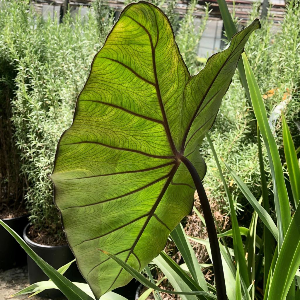 Colocasia Black Stem - Oreille d'Eléphant