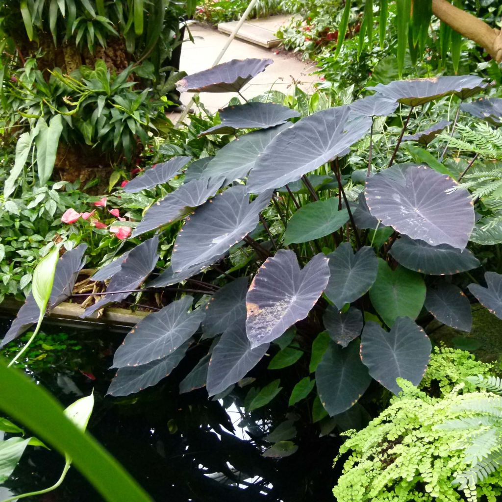 Colocasia Black magic - Oreille d'Eléphant 