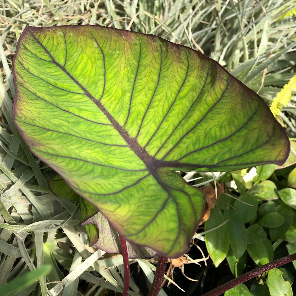 Colocasia Blue hawaii