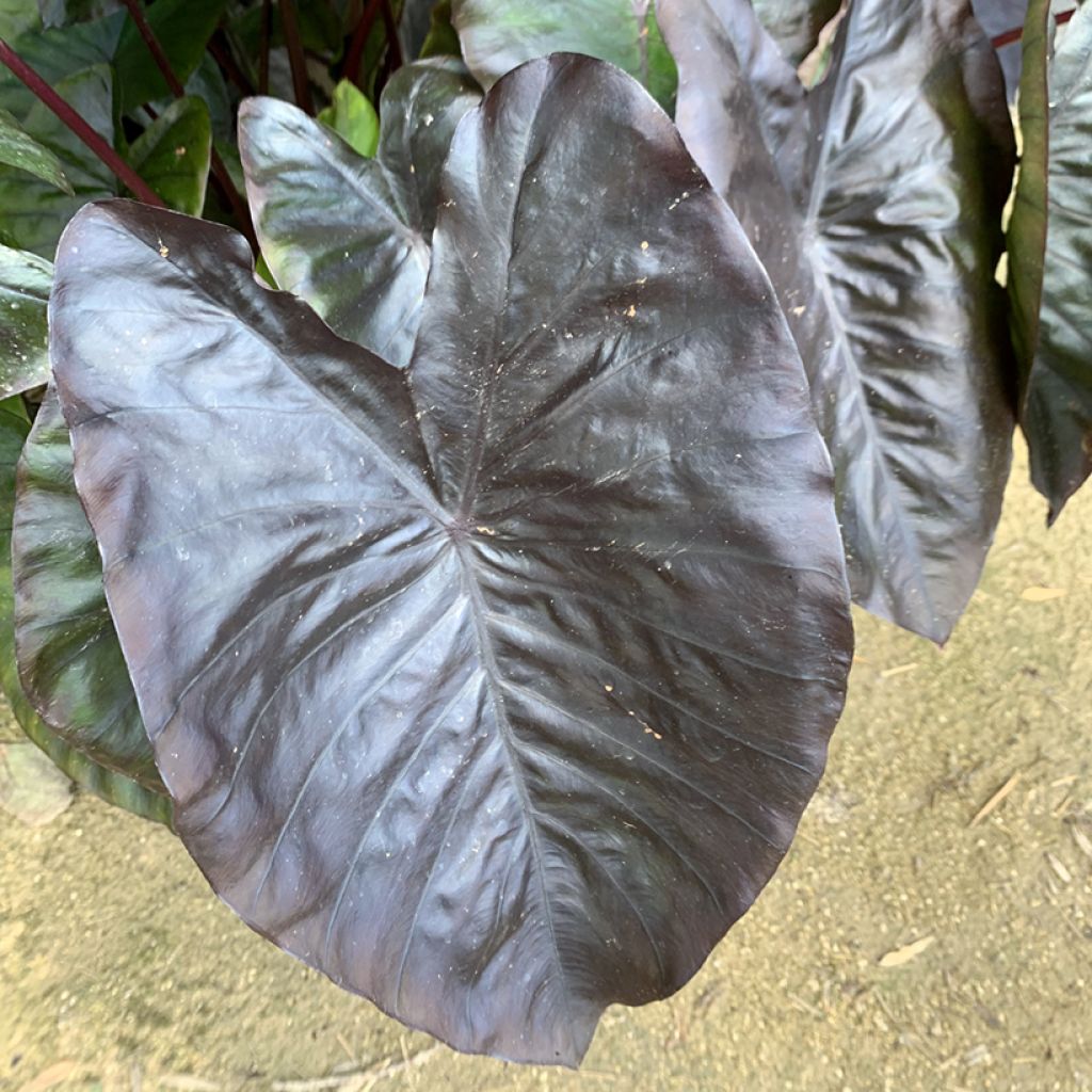 Colocasia esculenta Diamond Head