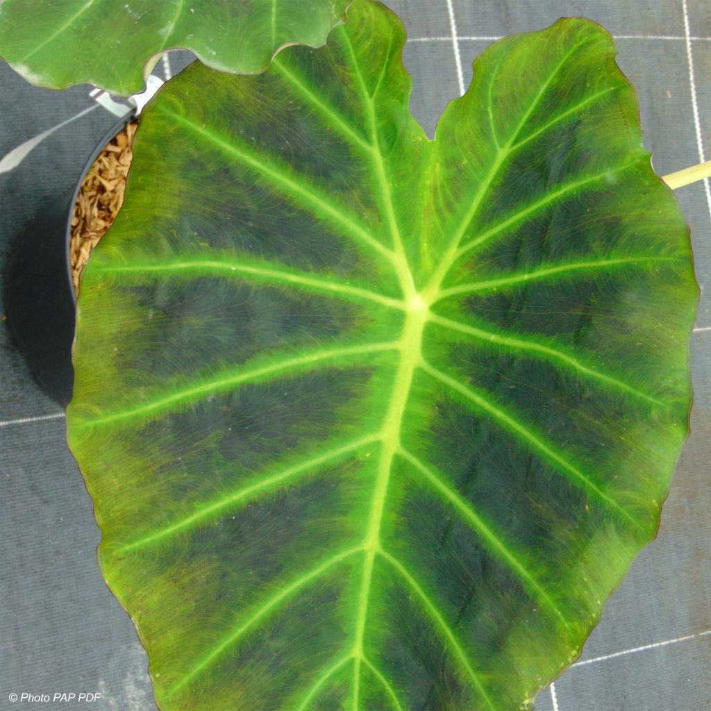 Colocasia Imperial Gigante - Oreille d'Eléphant 