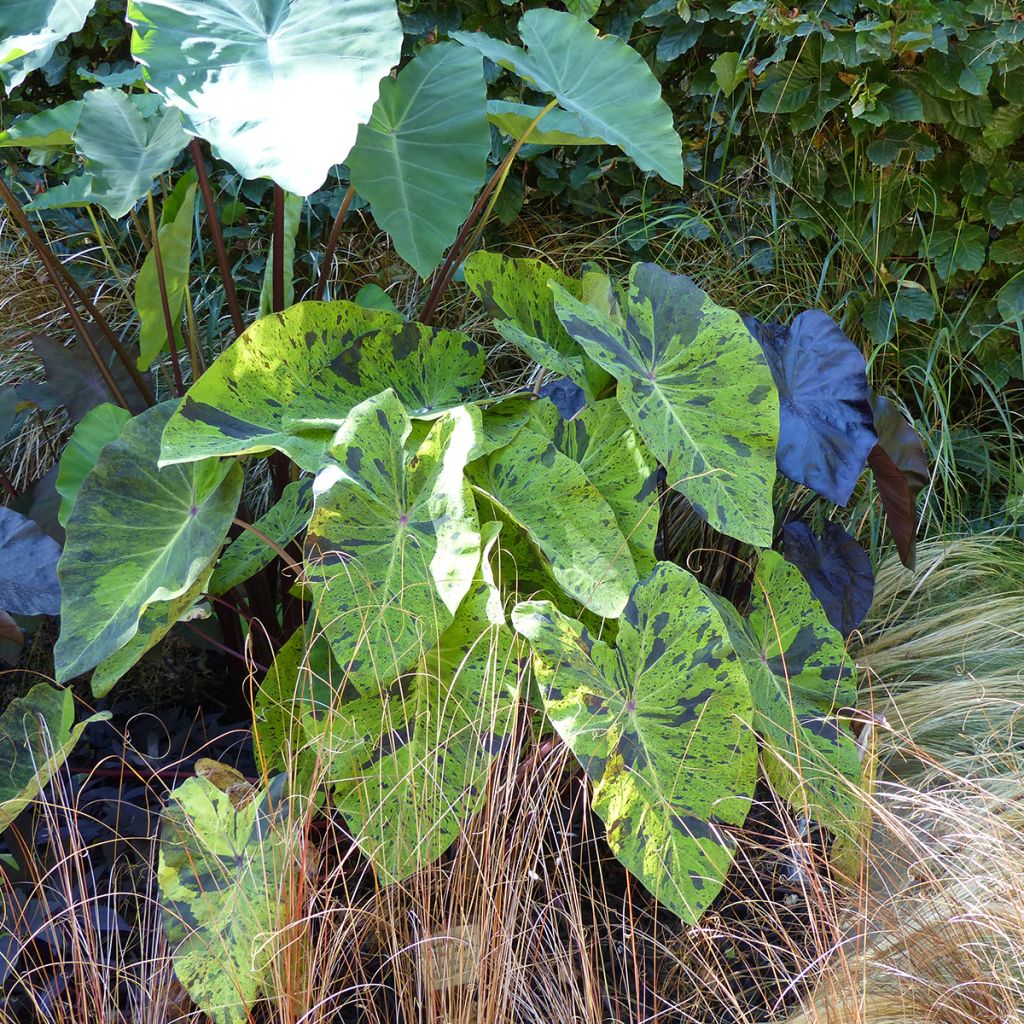 Colocasia esculenta Mojito