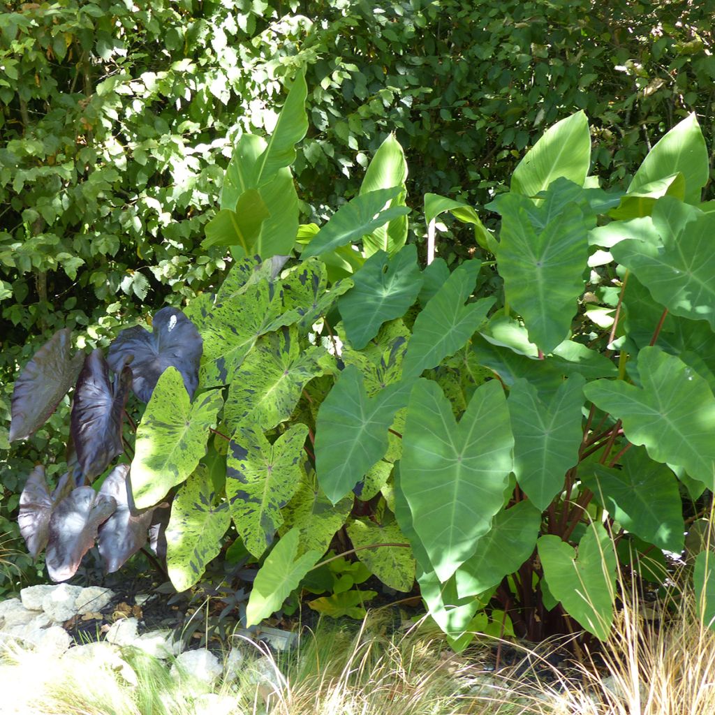 Colocasia esculenta Mojito