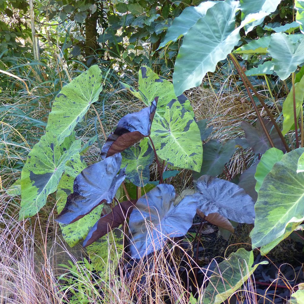 Colocasia esculenta Mojito