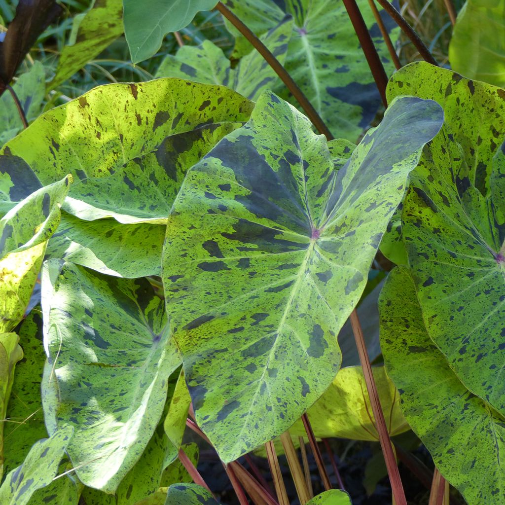 Colocasia esculenta Mojito