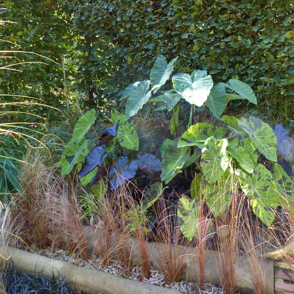 Colocasia esculenta Mojito