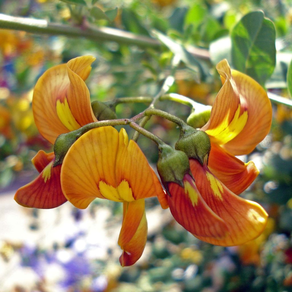 Colutea arborescens - Espantalobos