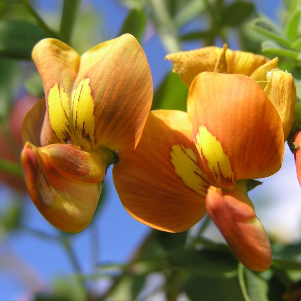 Colutea arborescens - Espantalobos