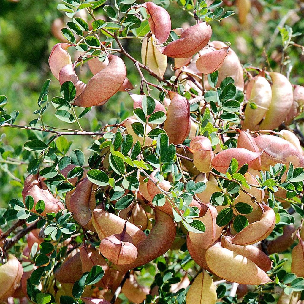 Colutea arborescens - Espantalobos