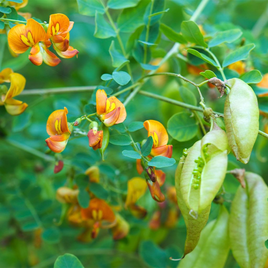 Colutea arborescens - Espantalobos