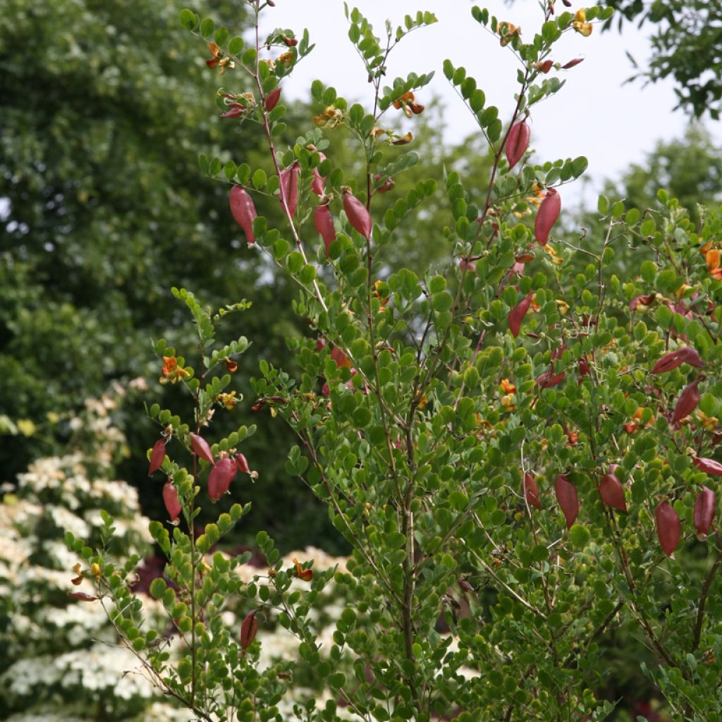 Colutea arborescens - Espantalobos