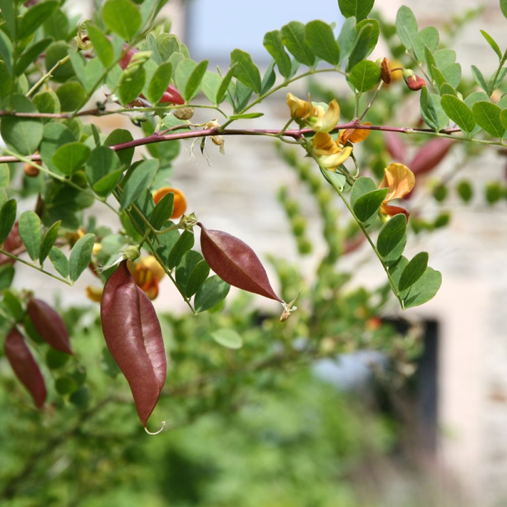 Colutea arborescens - Espantalobos