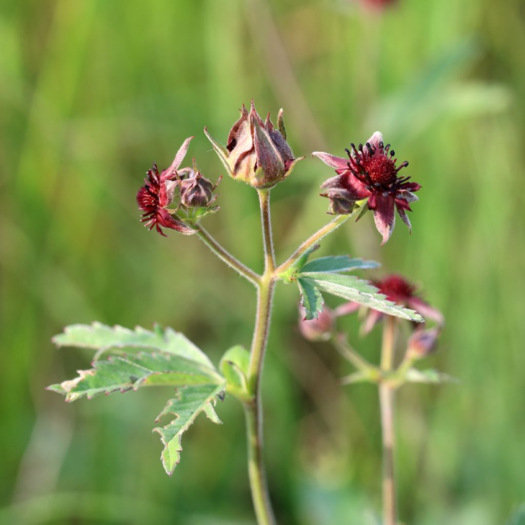 Comarum palustre - Comaret ou Potentille des marais