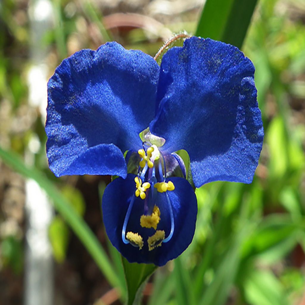 Commelina coelestis - Comméline tubéreuse