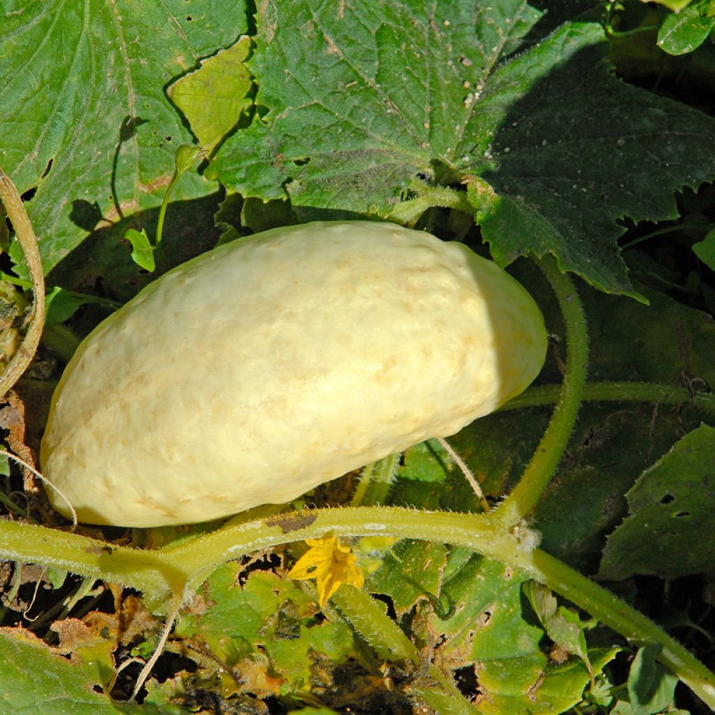 Pepino Blanco long parisien