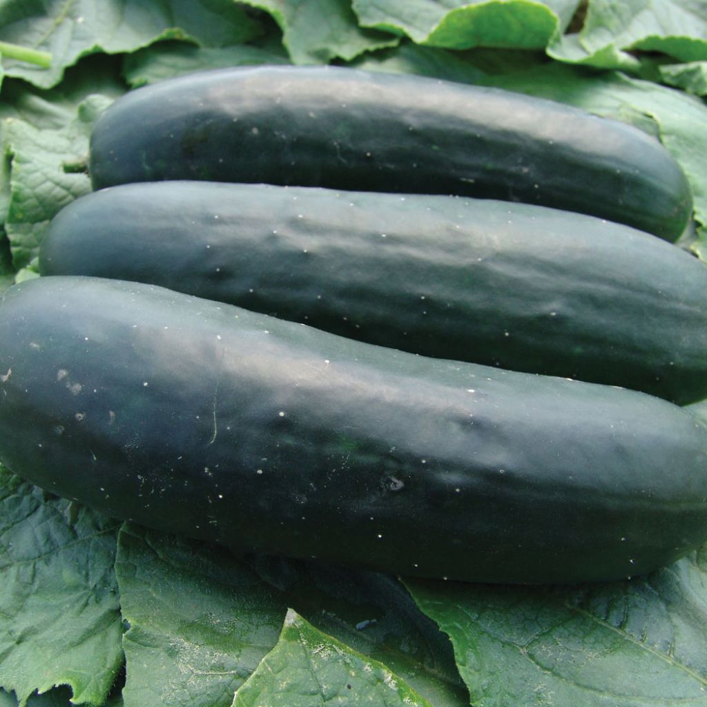 Concombre Jogger F1 Hybrid - Cucumis sativus