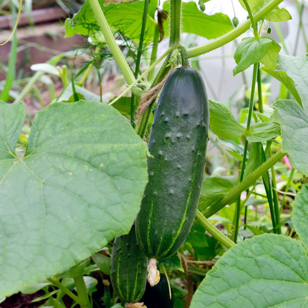 Pepino Le Généreux Bio - Ferme de Sainte Marthe