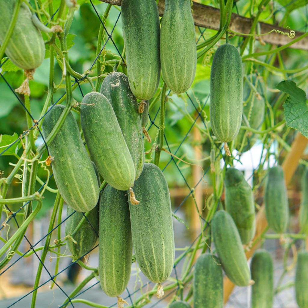 Pepino Mini Munch