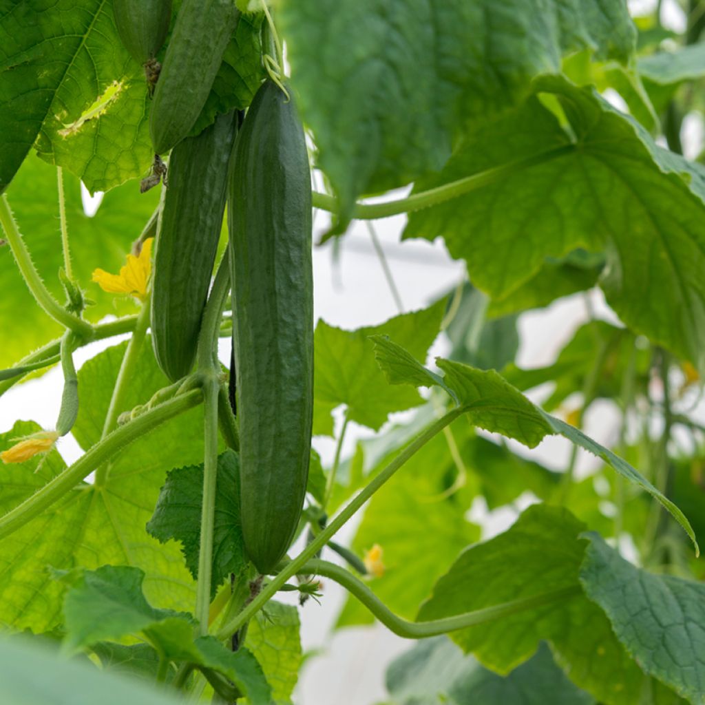 Pepino Vert long maraîcher Bio - Ferme de Sainte Marthe