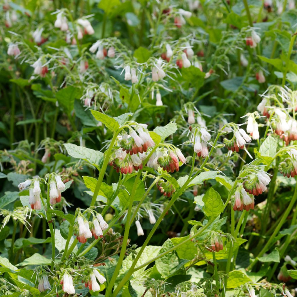 Consuelda - Symphytum grandiflorum