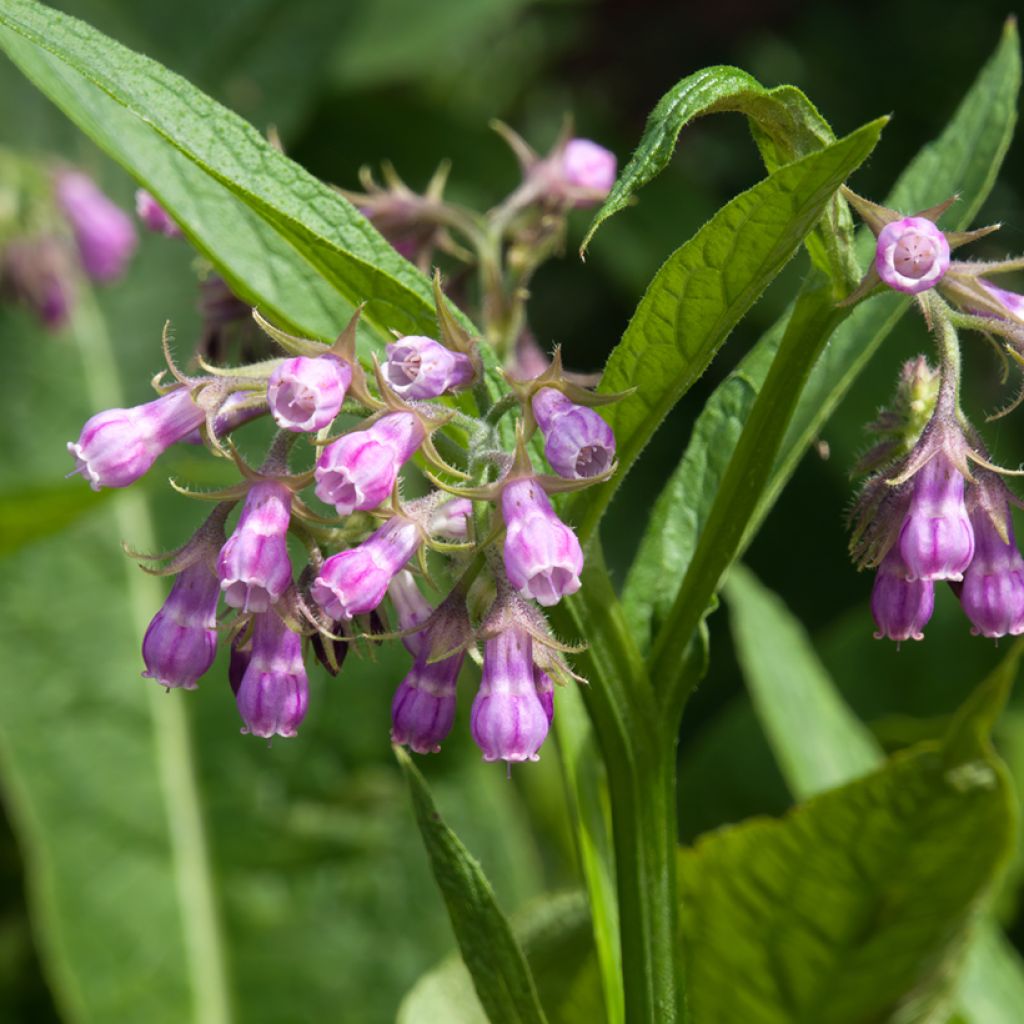 Consuelda - Symphytum officinale