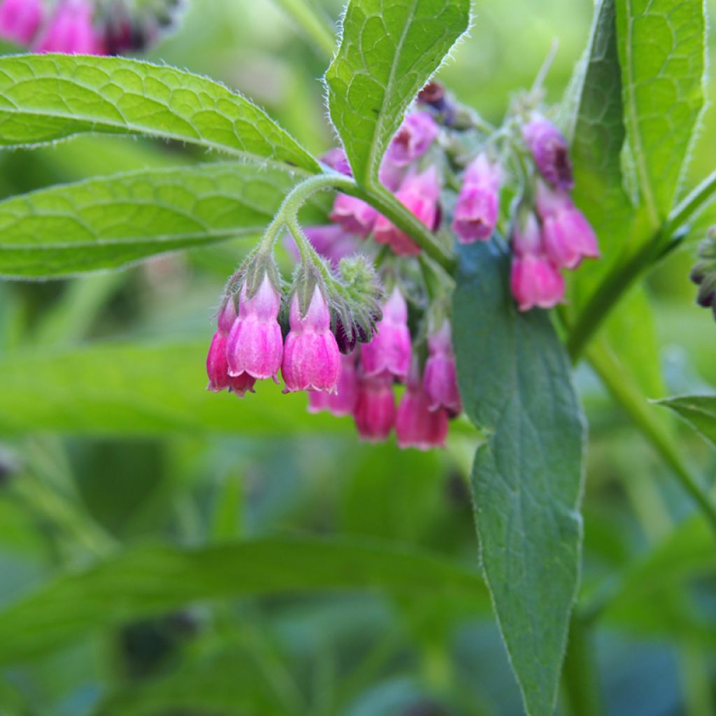 Symphytum rubrum - Consuelda