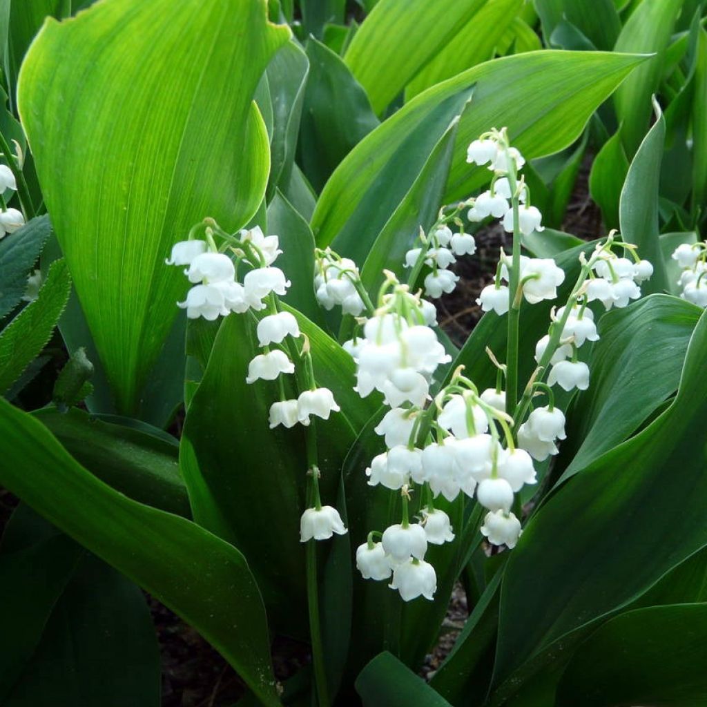 Muguet à grandes fleurs - Convallaria majalis Bridal Choice