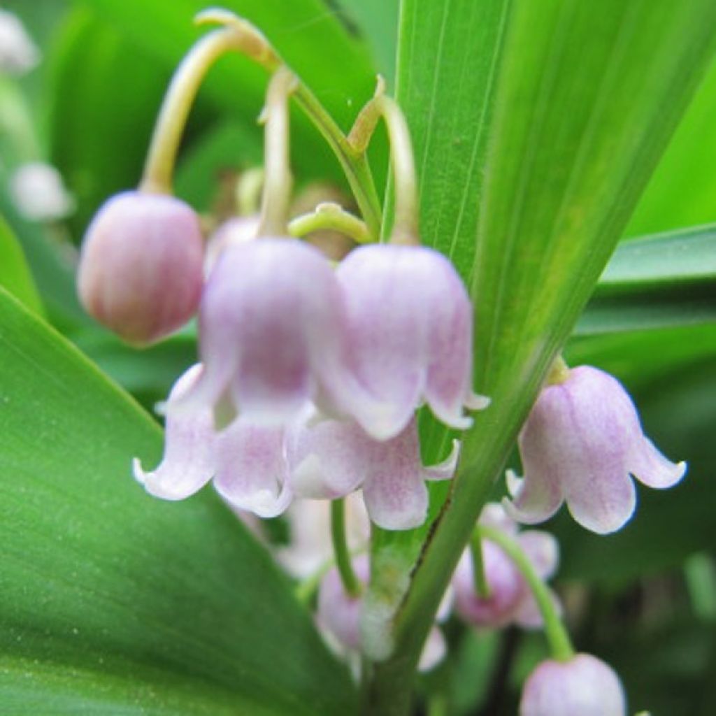 Muguet Rose - Convallaria majalis Rosea