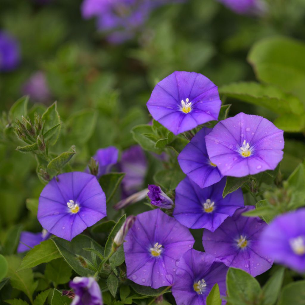 Convolvulus New Blue Moon - Liseron de Mauritanie