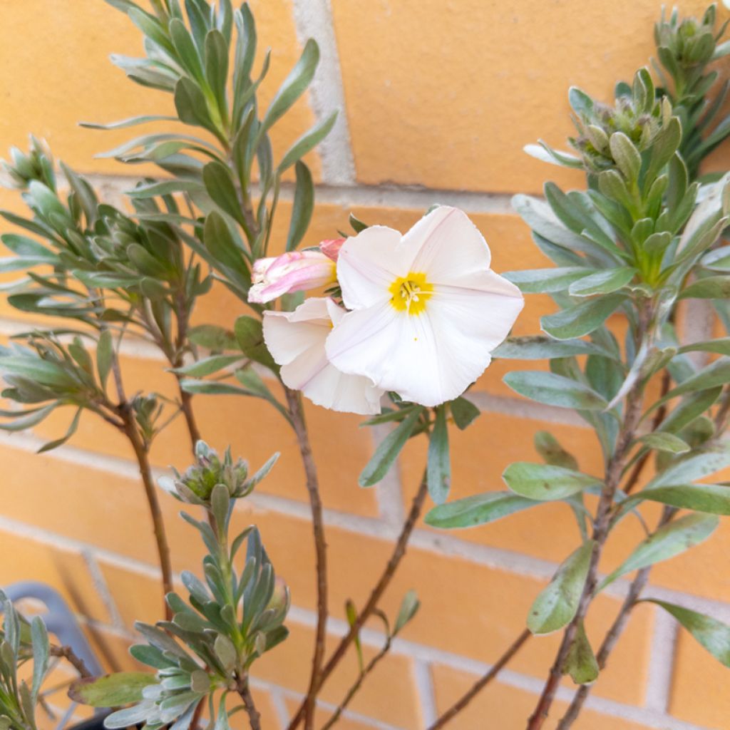 Convolvulus cneorum - Campanilla plateada