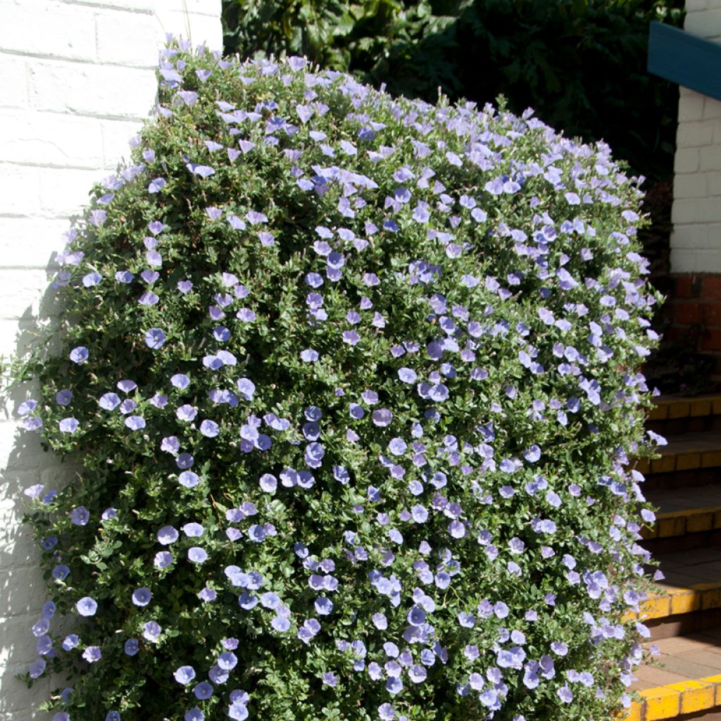 Convolvulus sabatius Compacta