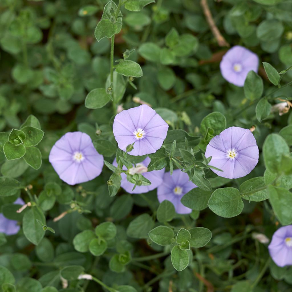 Convolvulus sabatius - Campanilla azul